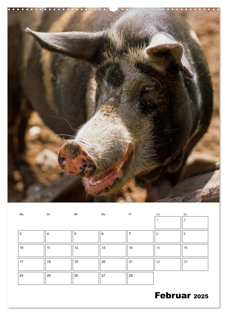 Bild: 9783457077382 | Schweine 2025 (Wandkalender 2025 DIN A2 hoch), CALVENDO Monatskalender