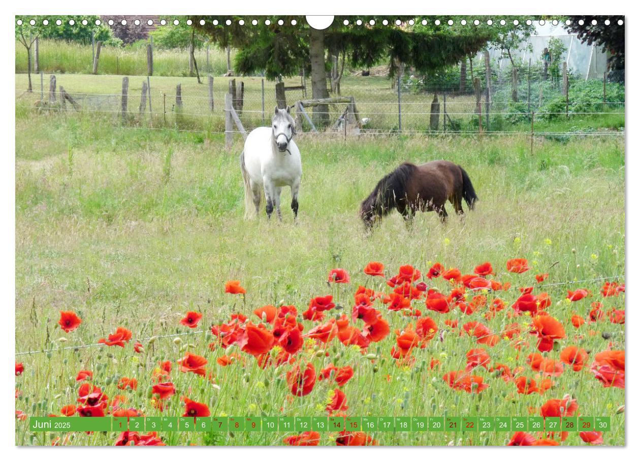 Bild: 9783383961670 | Wunderschöne Mecklenburgische Seenplatte (Wandkalender 2025 DIN A3...