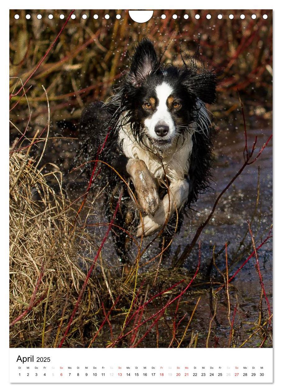 Bild: 9783457061046 | Australian Shepherd ¿ Mit dem Aussie unterwegs (Wandkalender 2025...