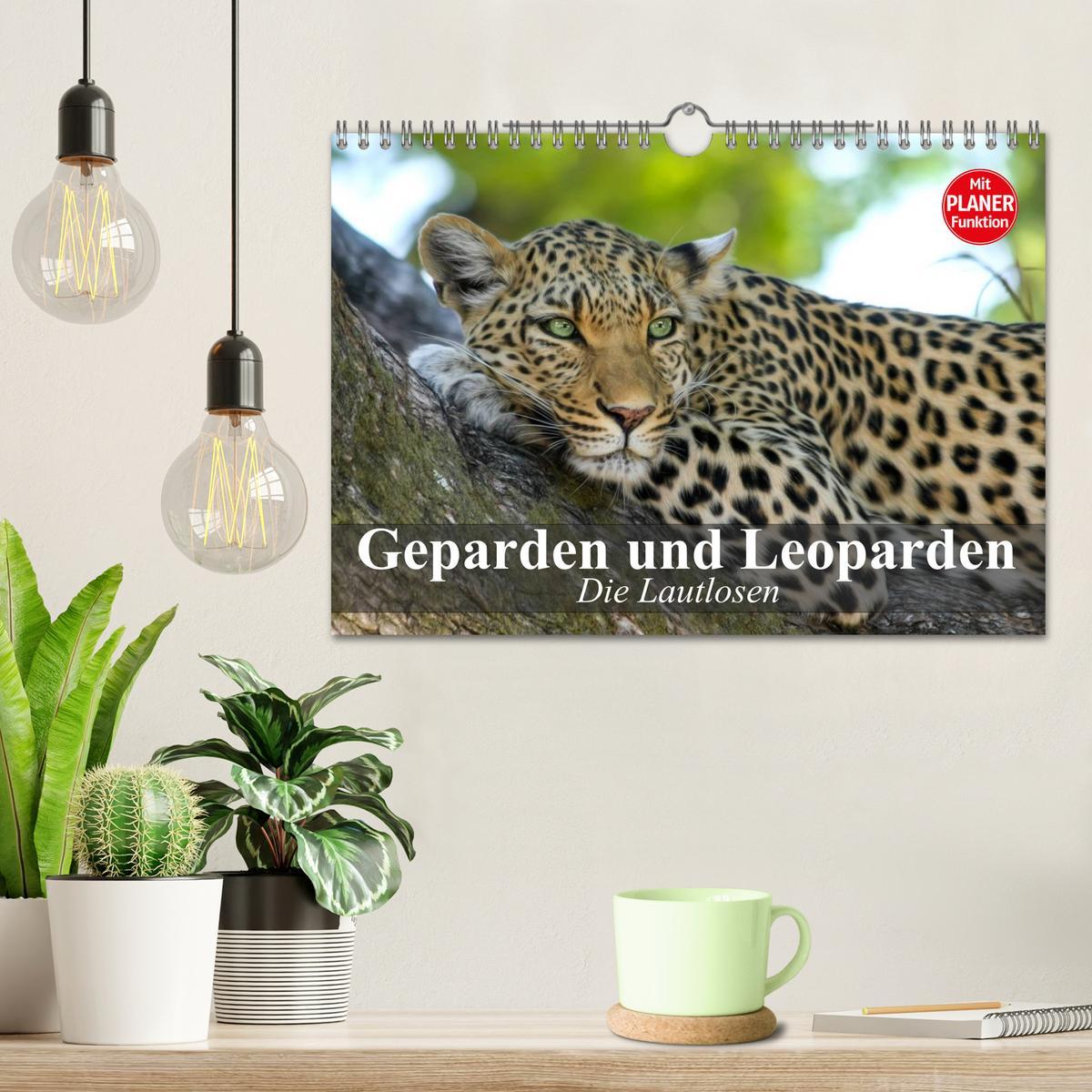 Bild: 9783435725328 | Die Lautlosen. Geparden und Leoparden (Wandkalender 2025 DIN A4...