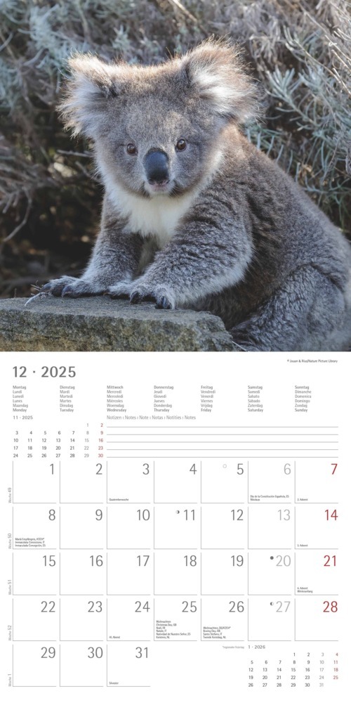 Bild: 4251732340759 | Alpha Edition - Koalas 2025 Broschürenkalender, 30x30cm,...