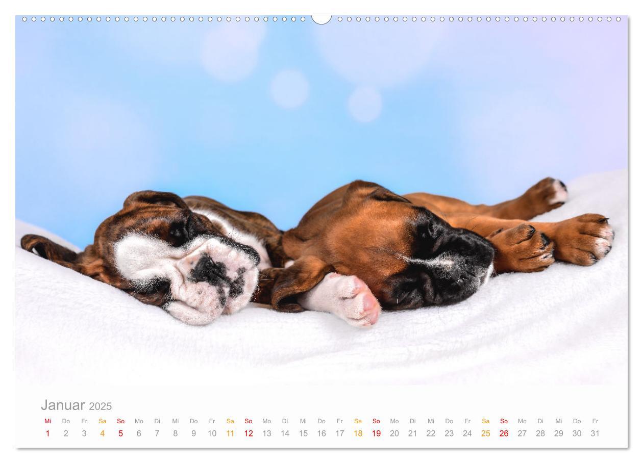 Bild: 9783457226179 | Boxer Welpen einfach zuckersüß (Wandkalender 2025 DIN A2 quer),...