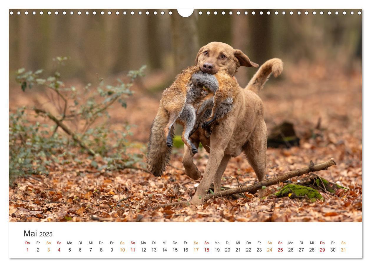 Bild: 9783457181430 | Treue Jagdgefährten - Jagdhunderassen im Portrait (Wandkalender...