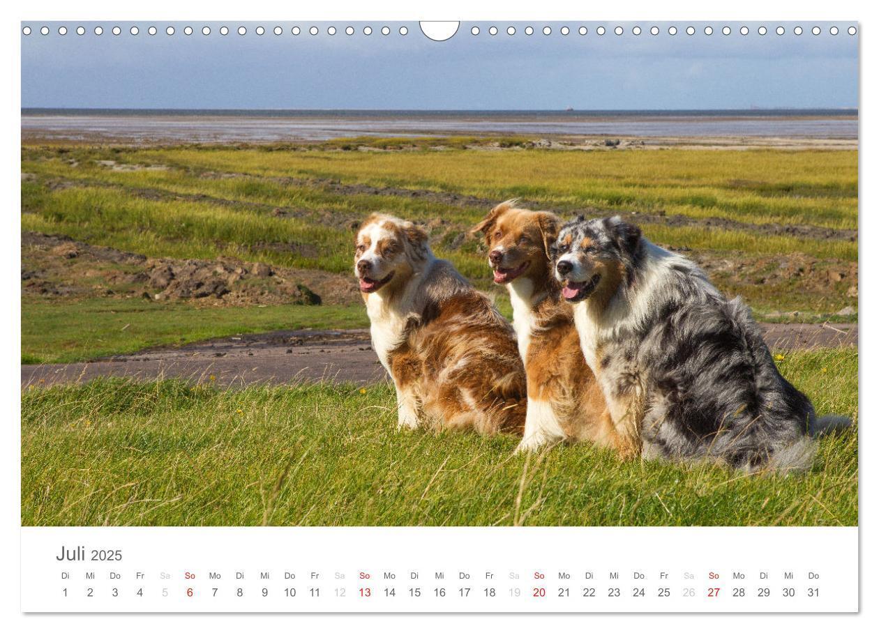 Bild: 9783435672639 | Australian Shepherd 2025 (Wandkalender 2025 DIN A3 quer), CALVENDO...