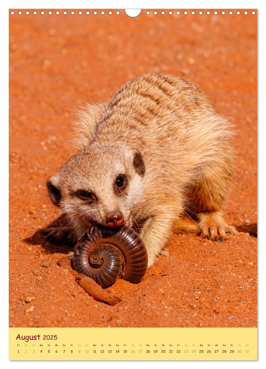 Bild: 9783435853687 | Erdmännchen - Eine Kolonie in der Kalahari (Wandkalender 2025 DIN...