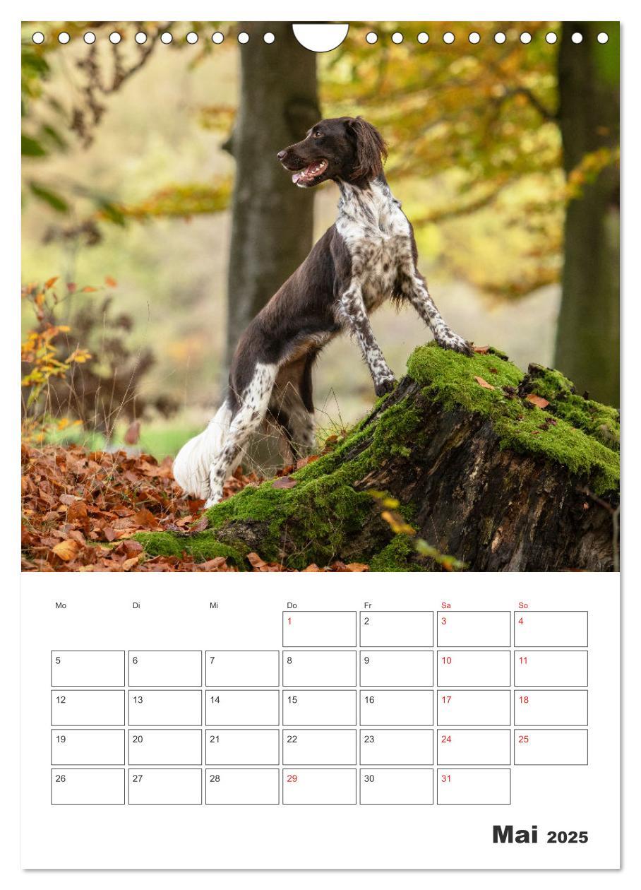 Bild: 9783457163382 | Geboren um zu Jagen. Der kleine Münsterländer (Wandkalender 2025...