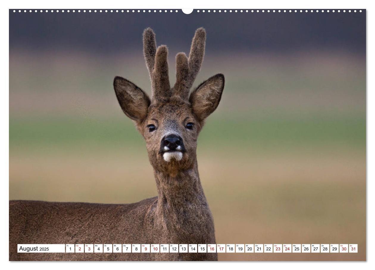 Bild: 9783435339426 | Anmut mit sanften Augen - Rehwild in der freien Natur (hochwertiger...