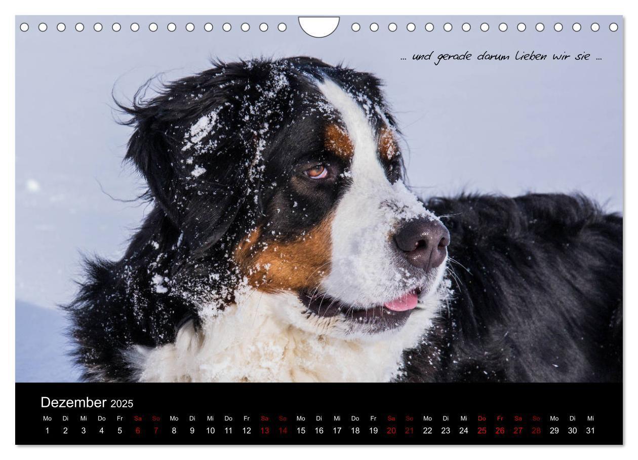 Bild: 9783435403431 | So ist er. Der Berner Sennenhund (Wandkalender 2025 DIN A4 quer),...