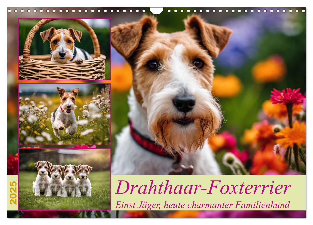 Cover: 9783435694105 | Drahthaar-Foxterrier (Wandkalender 2025 DIN A3 quer), CALVENDO...