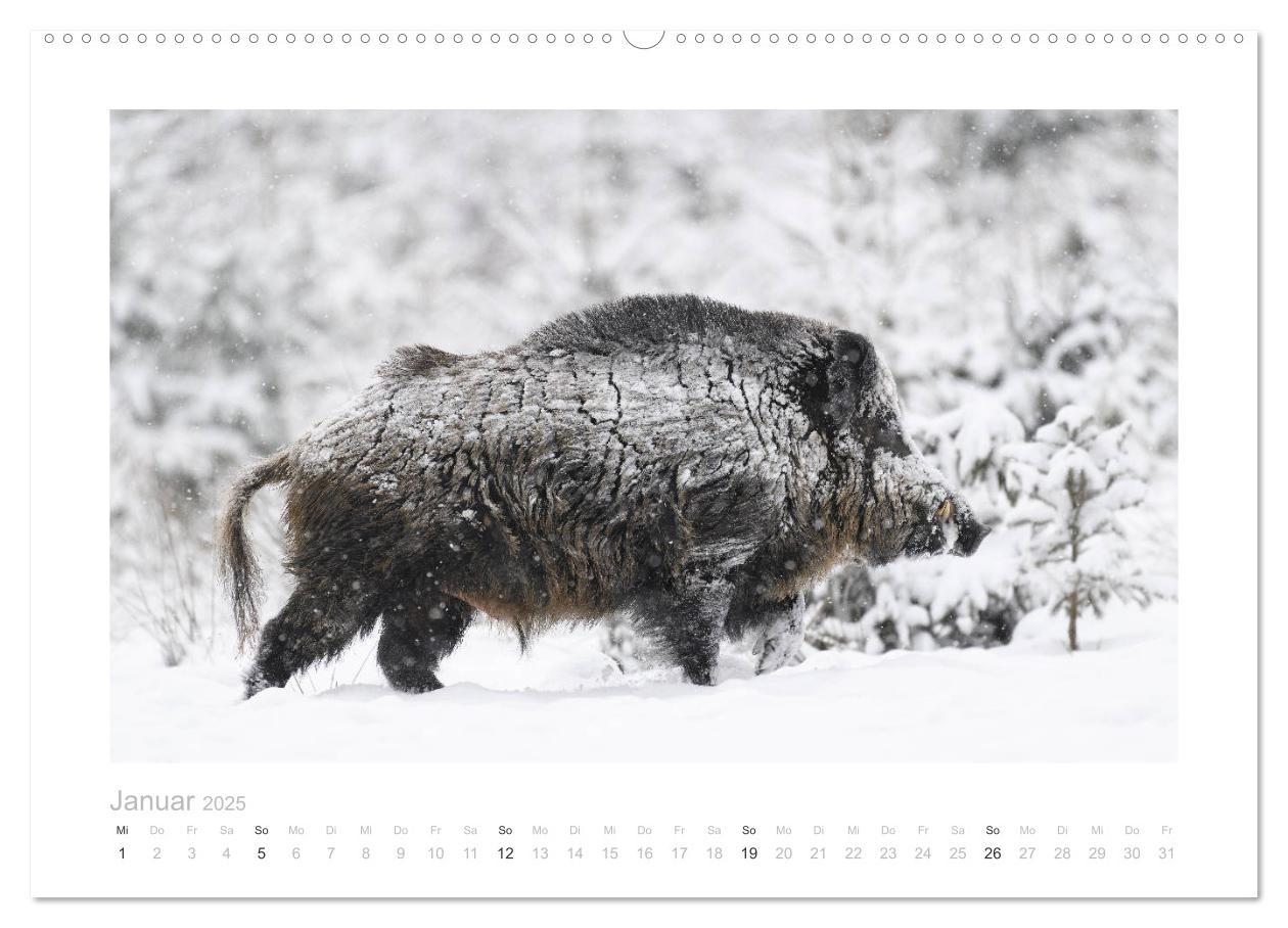 Bild: 9783383947681 | Wildschweine ¿ Wildlife Fotografien (Wandkalender 2025 DIN A2...