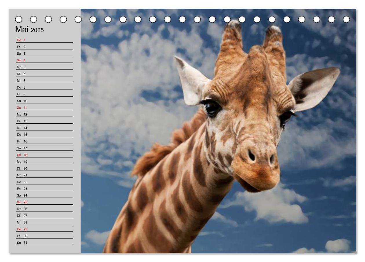 Bild: 9783435534012 | Giraffen. Dem Himmel so nah (Tischkalender 2025 DIN A5 quer),...