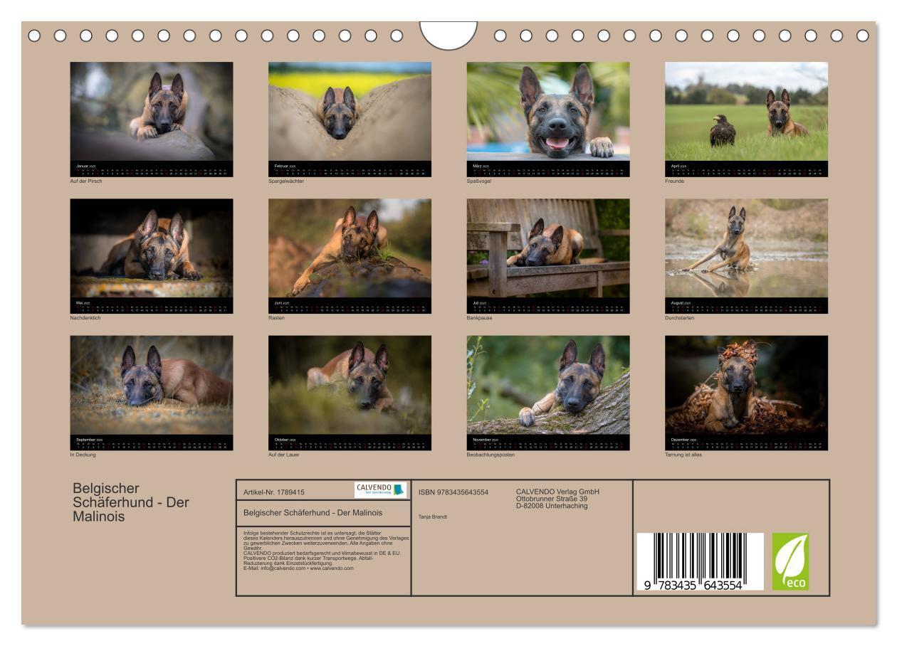 Bild: 9783435643554 | Belgischer Schäferhund - Der Malinois (Wandkalender 2025 DIN A4...