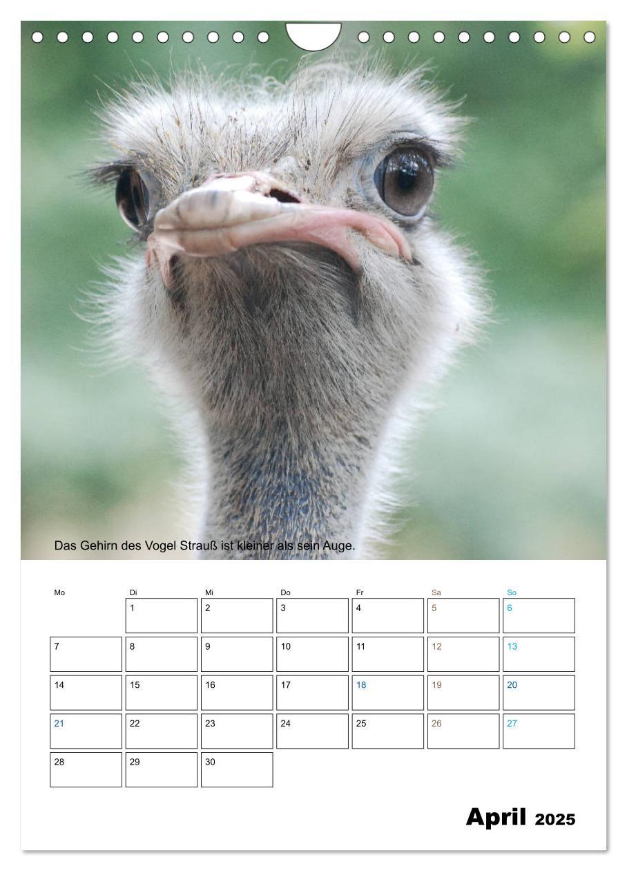 Bild: 9783435943203 | Liebenswerte Landtiere (Wandkalender 2025 DIN A4 hoch), CALVENDO...