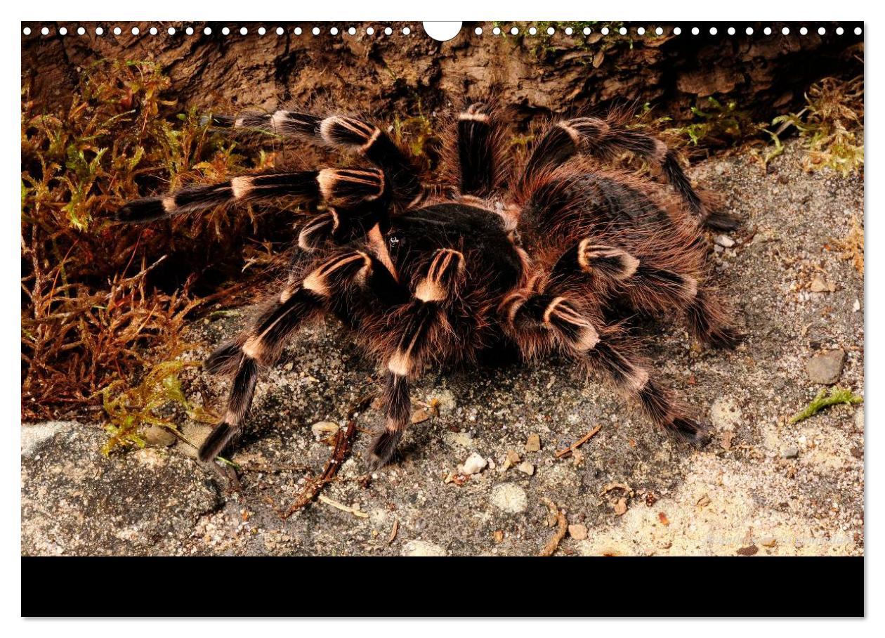 Bild: 9783435775866 | Vogelspinnen - Tarantulas (Wandkalender 2025 DIN A3 quer), CALVENDO...