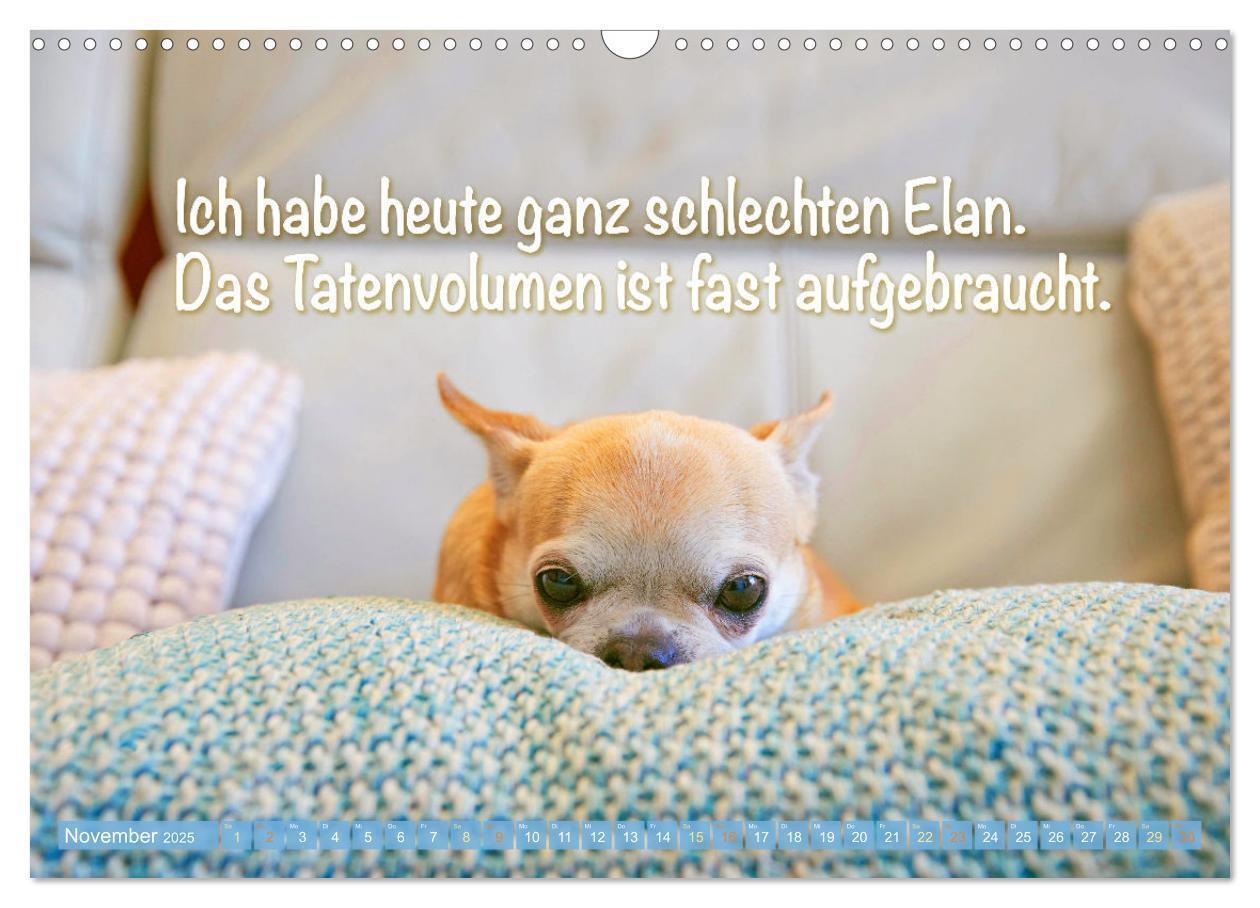 Bild: 9783457199817 | Chihuahua: Kleine Hunde, aber oho (Wandkalender 2025 DIN A3 quer),...