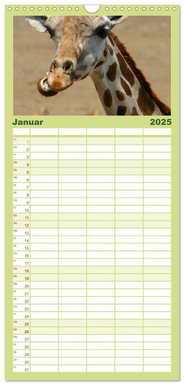 Bild: 9783457110126 | Familienplaner 2025 - Giraffen mit 5 Spalten (Wandkalender, 21 x 45...