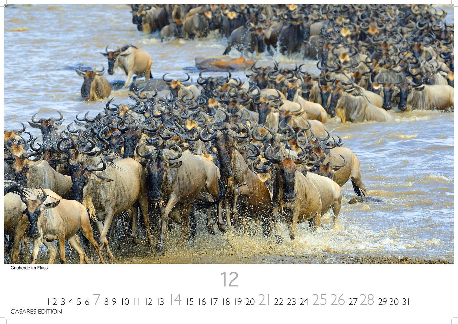 Bild: 9781835240519 | African Wildlife 2025 S 24x35 cm | Kalender | 14 S. | Deutsch | 2025