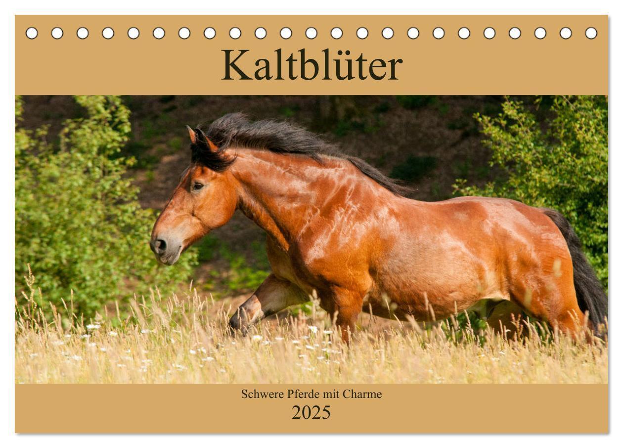 Cover: 9783435269624 | Kaltblüter - Schwere Pferde mit Charme (Tischkalender 2025 DIN A5...