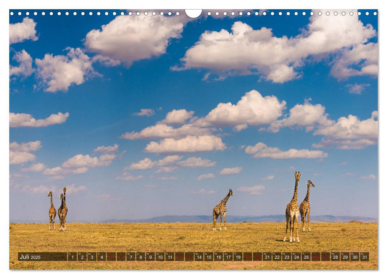 Bild: 9783435346417 | Auf Safari in Kenia 2025 (Wandkalender 2025 DIN A3 quer), CALVENDO...