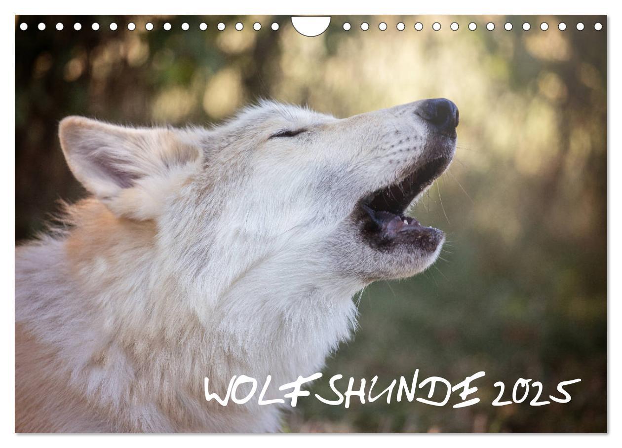 Cover: 9783435422081 | Wolfshunde 2025 (Wandkalender 2025 DIN A4 quer), CALVENDO...