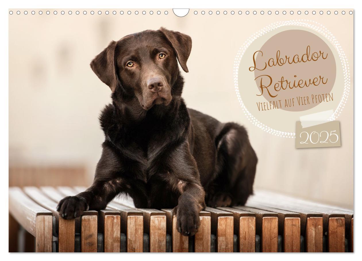 Cover: 9783383960284 | Labrador Retriever - Vielfalt auf Vier Pfoten (Wandkalender 2025...