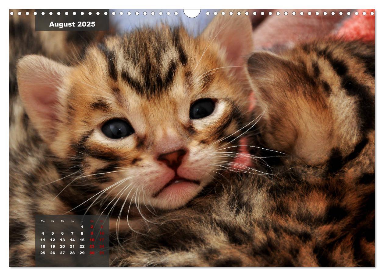 Bild: 9783435408689 | Bengal Kätzchen (Wandkalender 2025 DIN A3 quer), CALVENDO...