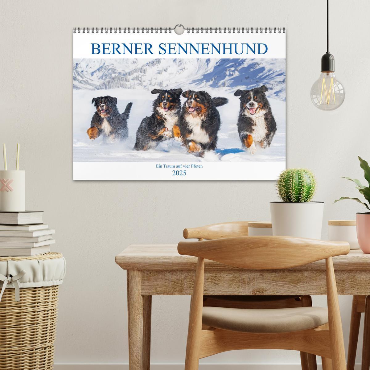 Bild: 9783435050079 | Berner Sennenhund - Ein Traum auf vier Pfoten (Wandkalender 2025...