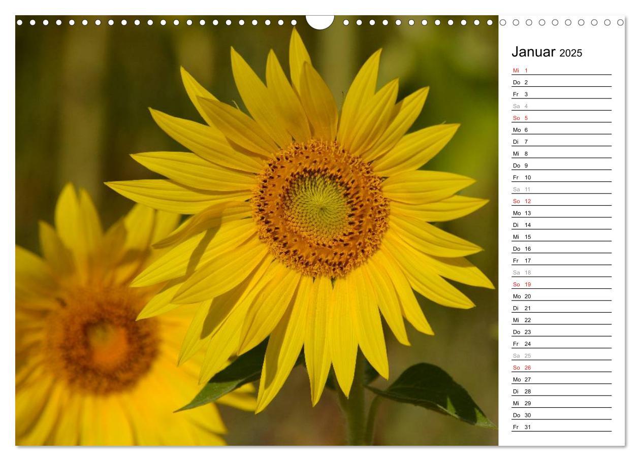 Bild: 9783435476770 | Ein Jahr lang Sonnenblumen (Wandkalender 2025 DIN A3 quer),...