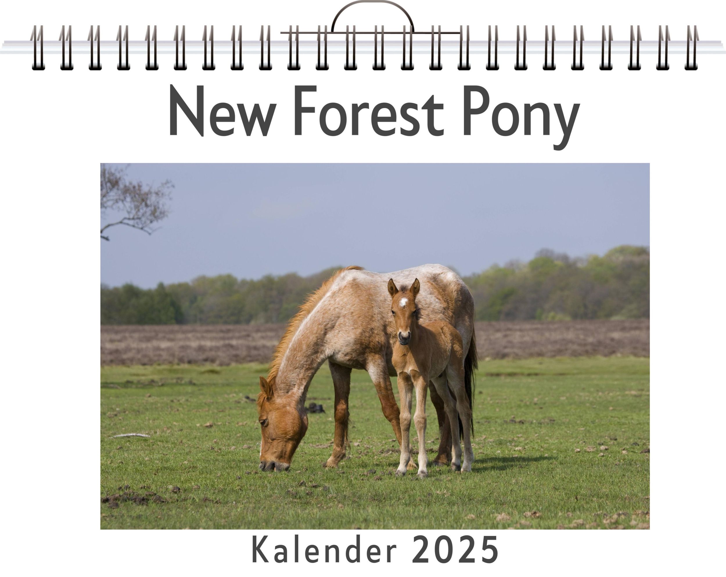 Cover: 9783759132024 | New Forest Pony | Elias Klein | Kalender | Kalender | 14 S. | Deutsch