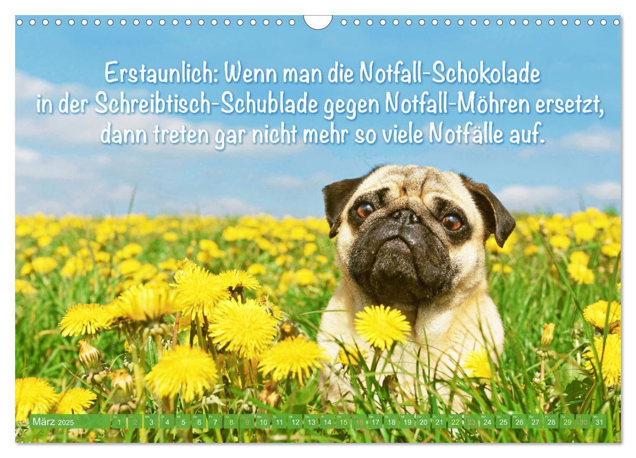 Bild: 9783435070022 | Der Mops: Nicht klein, sondern aufs Wesentliche reduziert. Edition...