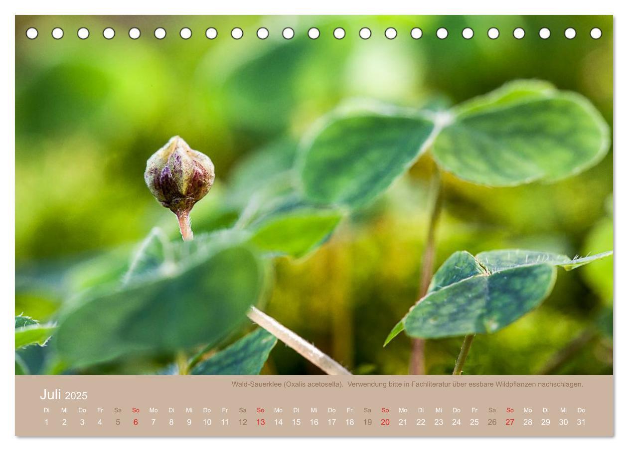 Bild: 9783435661688 | WILD, ESSBAR UND GESUND Essbare Wildpflanzen (Tischkalender 2025...