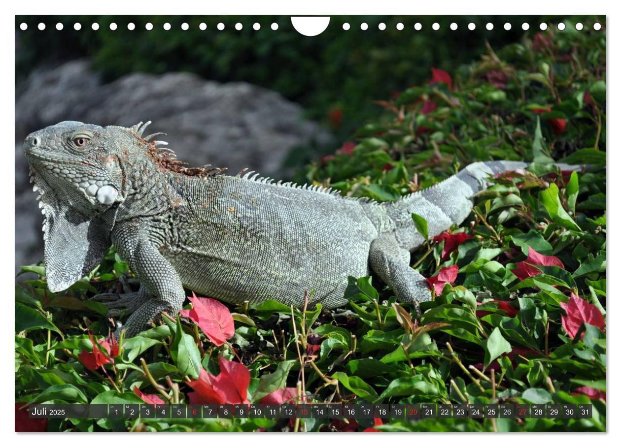 Bild: 9783435793471 | Wilde Fauna - Reptilien (Wandkalender 2025 DIN A4 quer), CALVENDO...