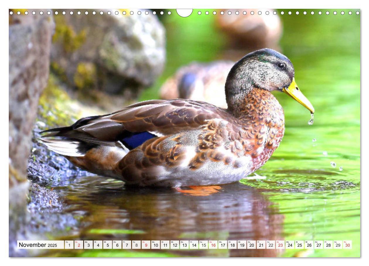 Bild: 9783435178704 | Enten. Bezaubernde und beliebte Schwimmer (Wandkalender 2025 DIN A3...