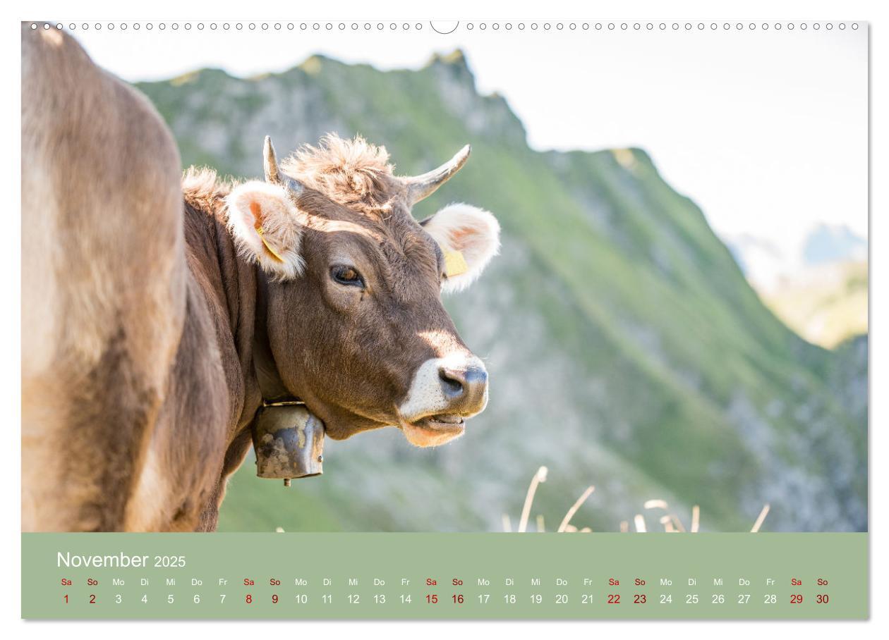 Bild: 9783383832048 | Allgäuer Rindvieh 2025 (hochwertiger Premium Wandkalender 2025 DIN...