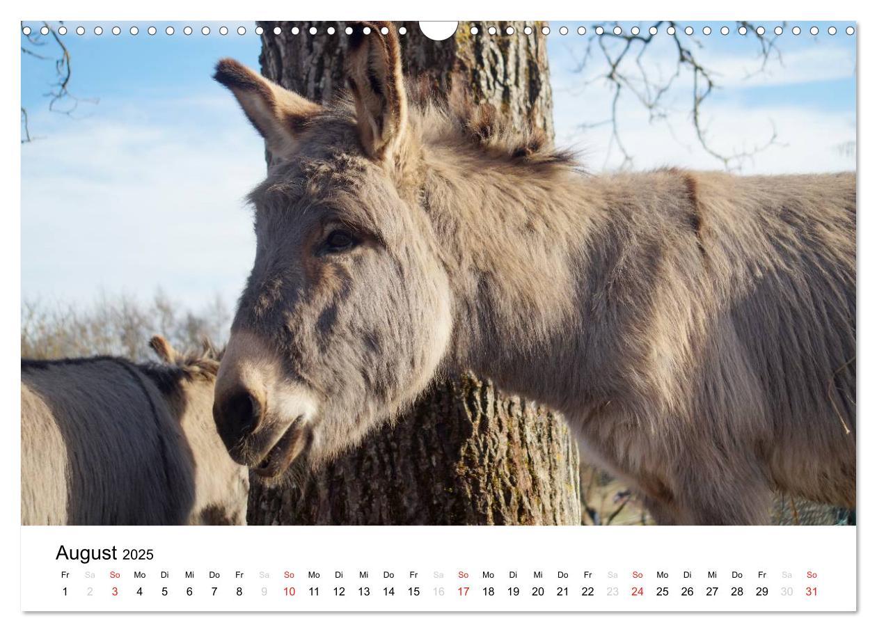 Bild: 9783435663378 | Bauernhoftiere (Wandkalender 2025 DIN A3 quer), CALVENDO...