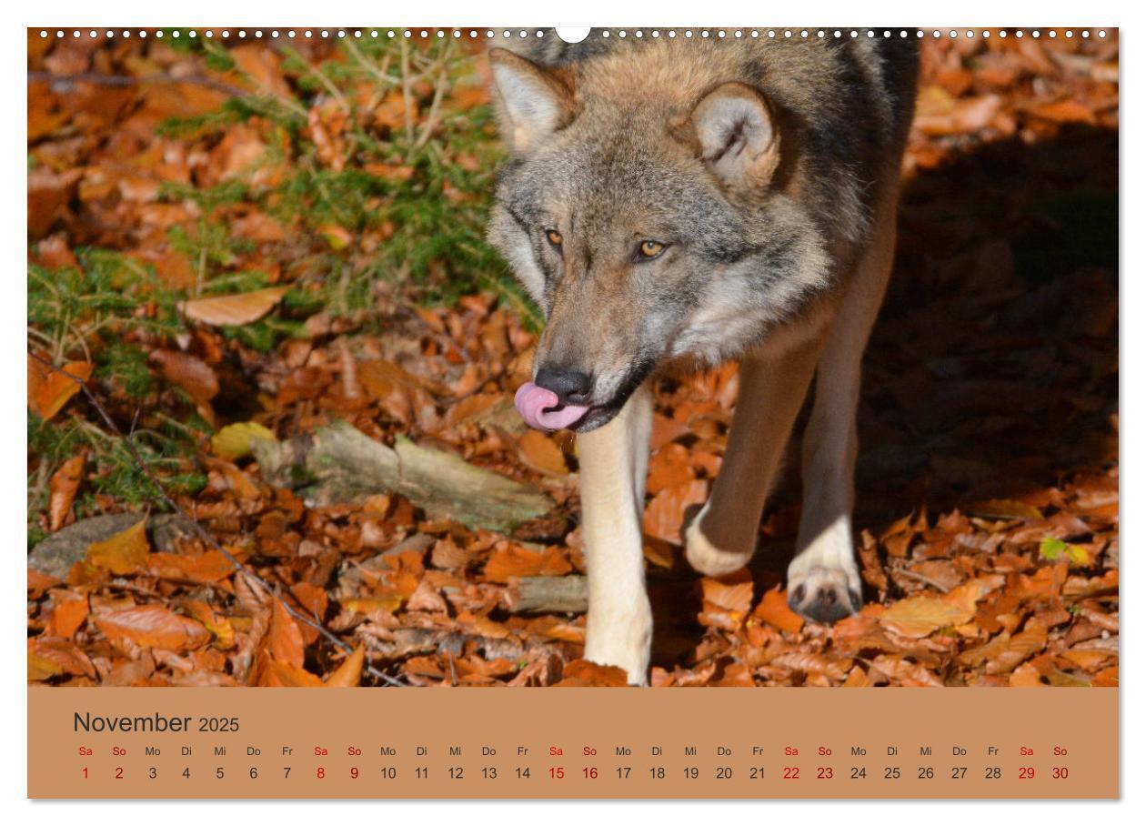 Bild: 9783435392995 | Begegnungen DER WOLF (Wandkalender 2025 DIN A2 quer), CALVENDO...