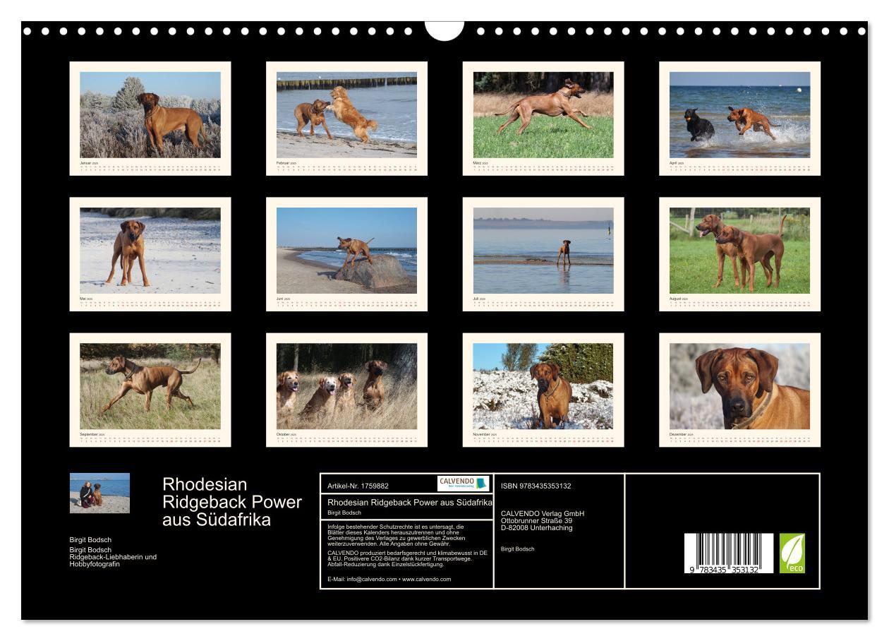 Bild: 9783435353132 | Rhodesian Ridgeback Power aus Südafrika (Wandkalender 2025 DIN A3...