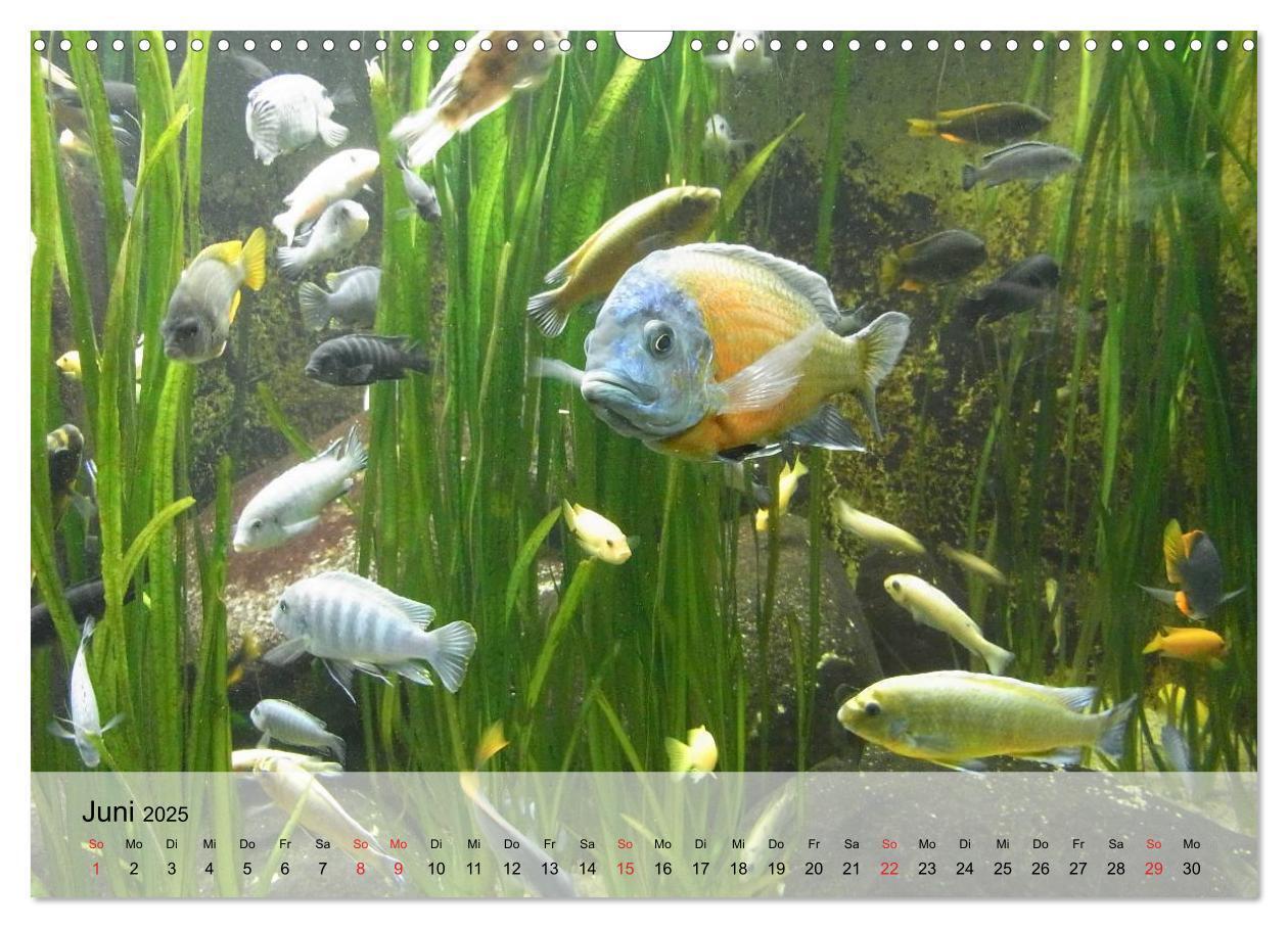 Bild: 9783435590445 | Knallbunte Wasserwelt. Die Welt der Fische (Wandkalender 2025 DIN...