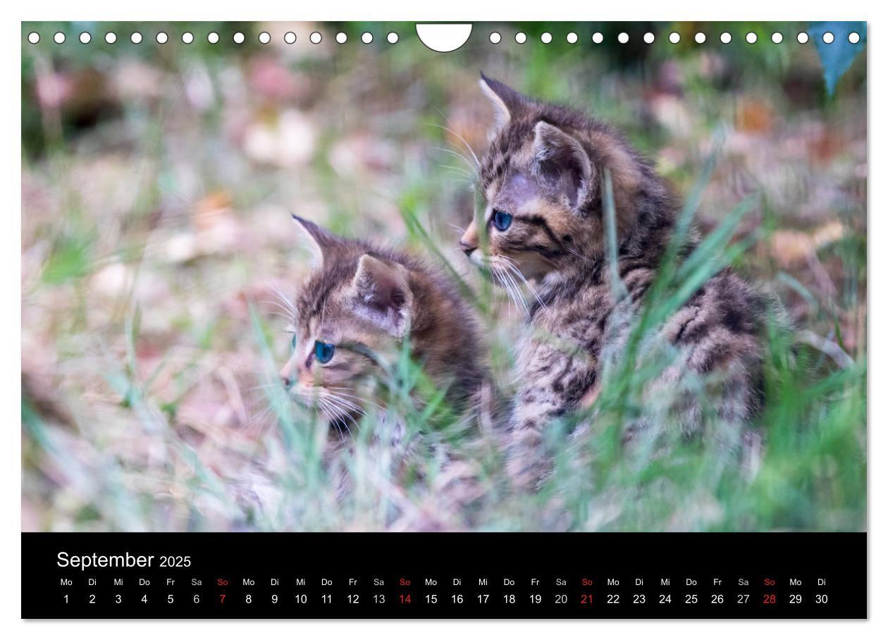 Bild: 9783435391615 | Wildkatzen - scheue Samtpfoten (Wandkalender 2025 DIN A4 quer),...