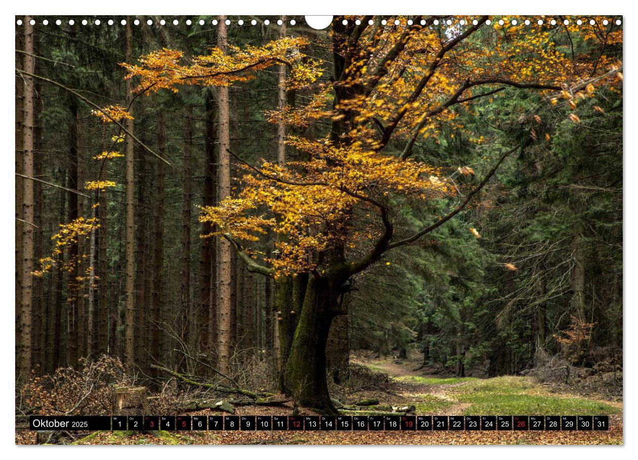 Bild: 9783435241507 | Arnsberger Wald (Wandkalender 2025 DIN A3 quer), CALVENDO...