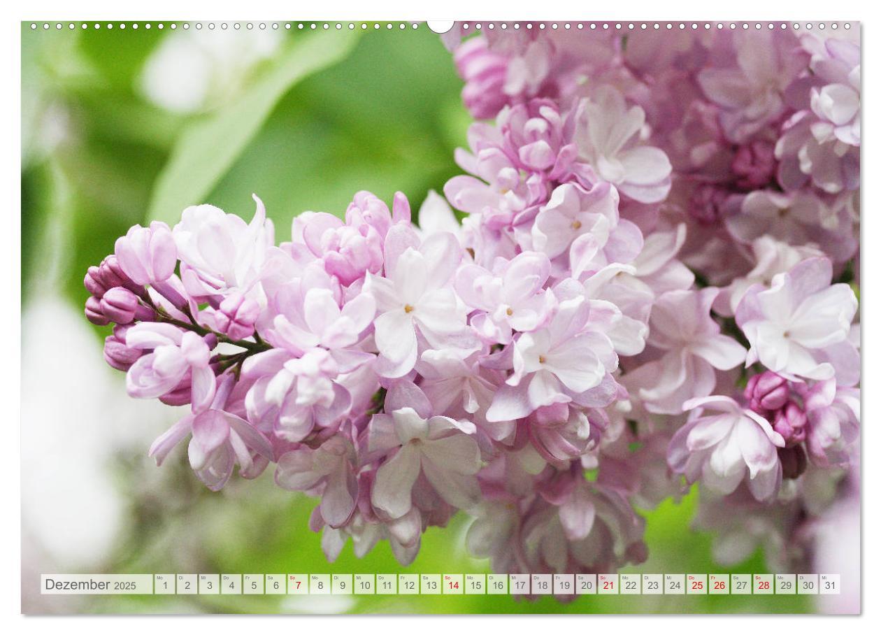 Bild: 9783435332465 | Fliederblüte (hochwertiger Premium Wandkalender 2025 DIN A2 quer),...