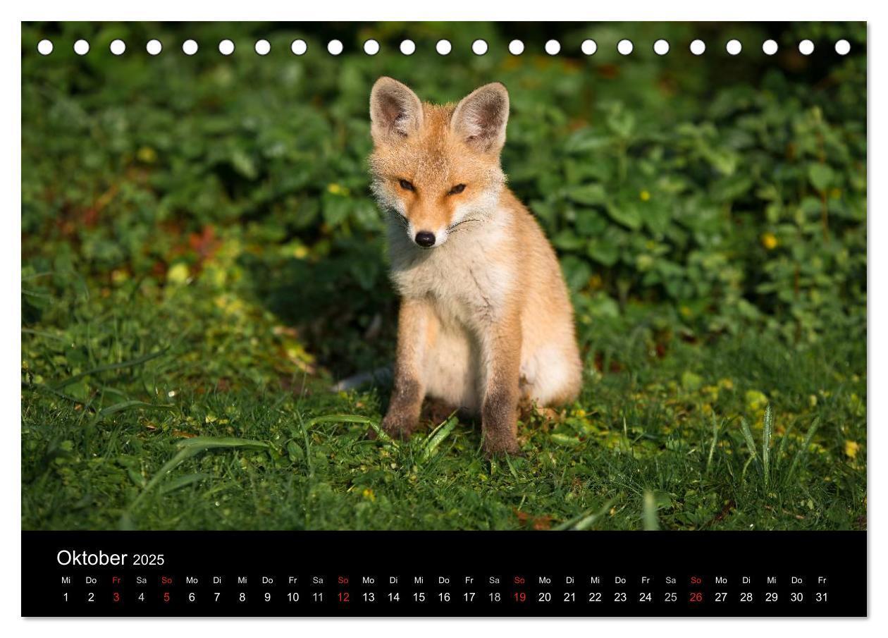 Bild: 9783435560011 | Joni, der kleine Fuchs (Tischkalender 2025 DIN A5 quer), CALVENDO...