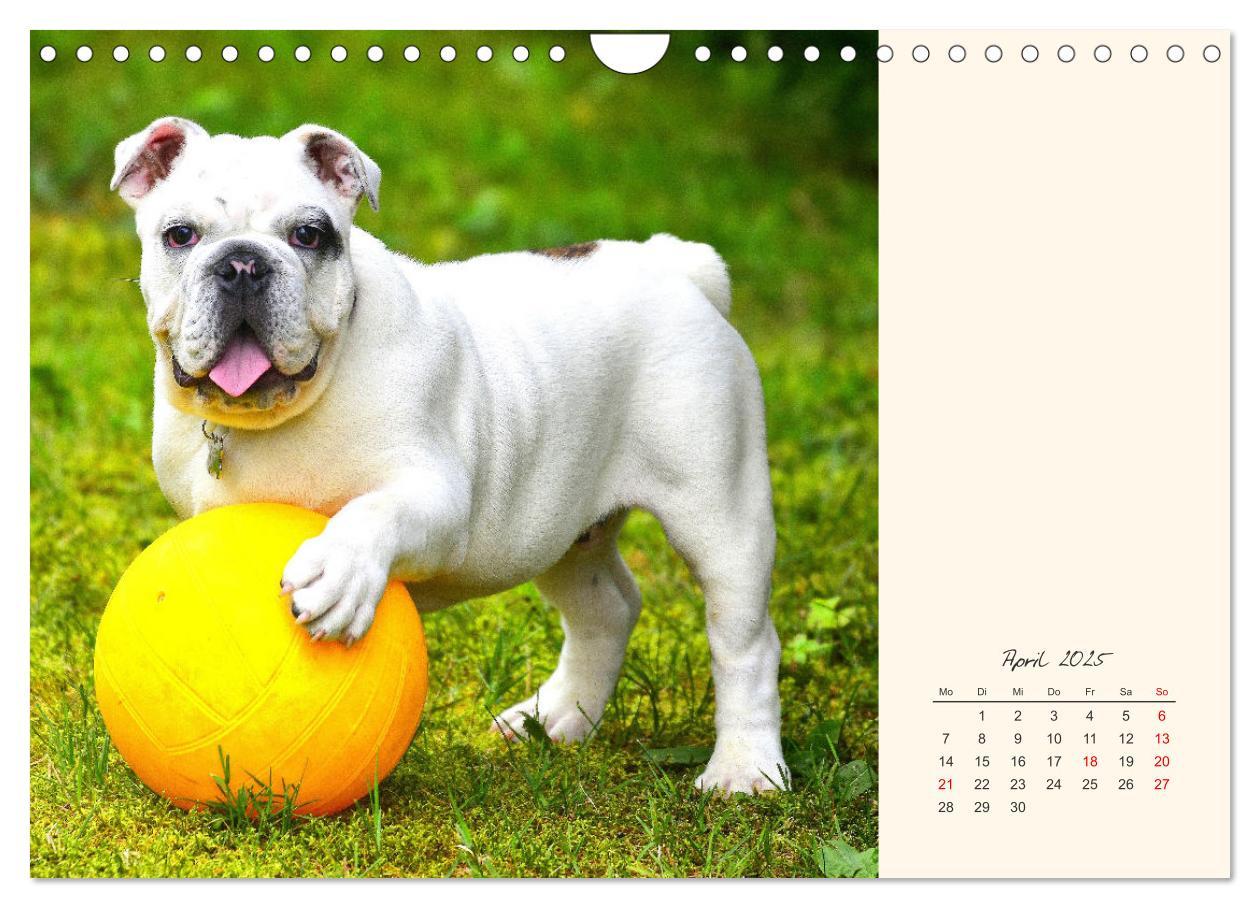 Bild: 9783435067367 | Dicke Freunde. Englische Bulldoggen (Wandkalender 2025 DIN A4...