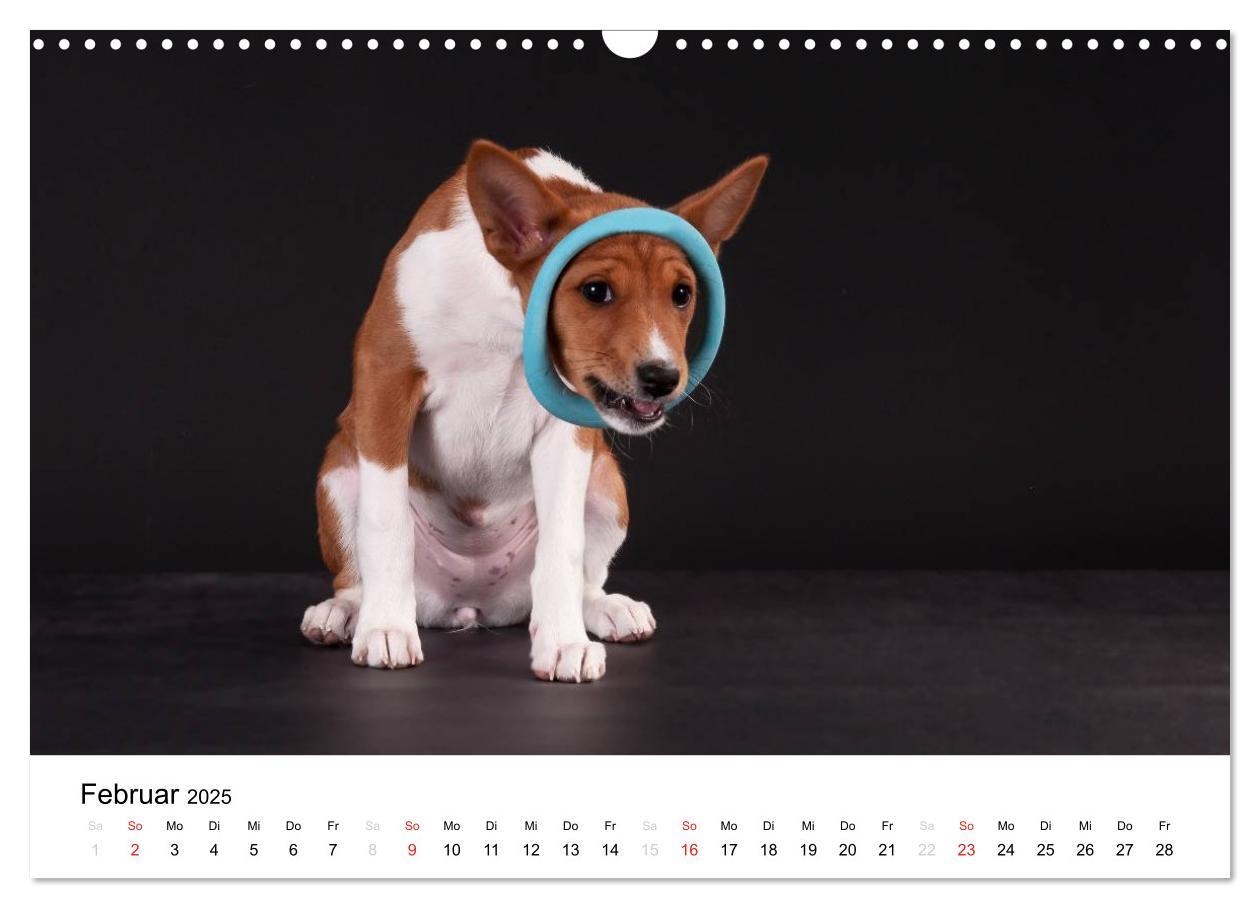 Bild: 9783435464982 | Allerliebste Basenji Welpen 2025 (Wandkalender 2025 DIN A3 quer),...