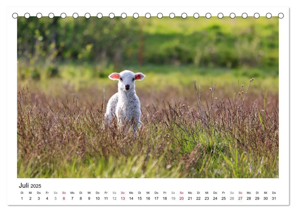 Bild: 9783435429233 | Schäfchen zählen - Mit Schafen durchs Jahr (Tischkalender 2025 DIN...