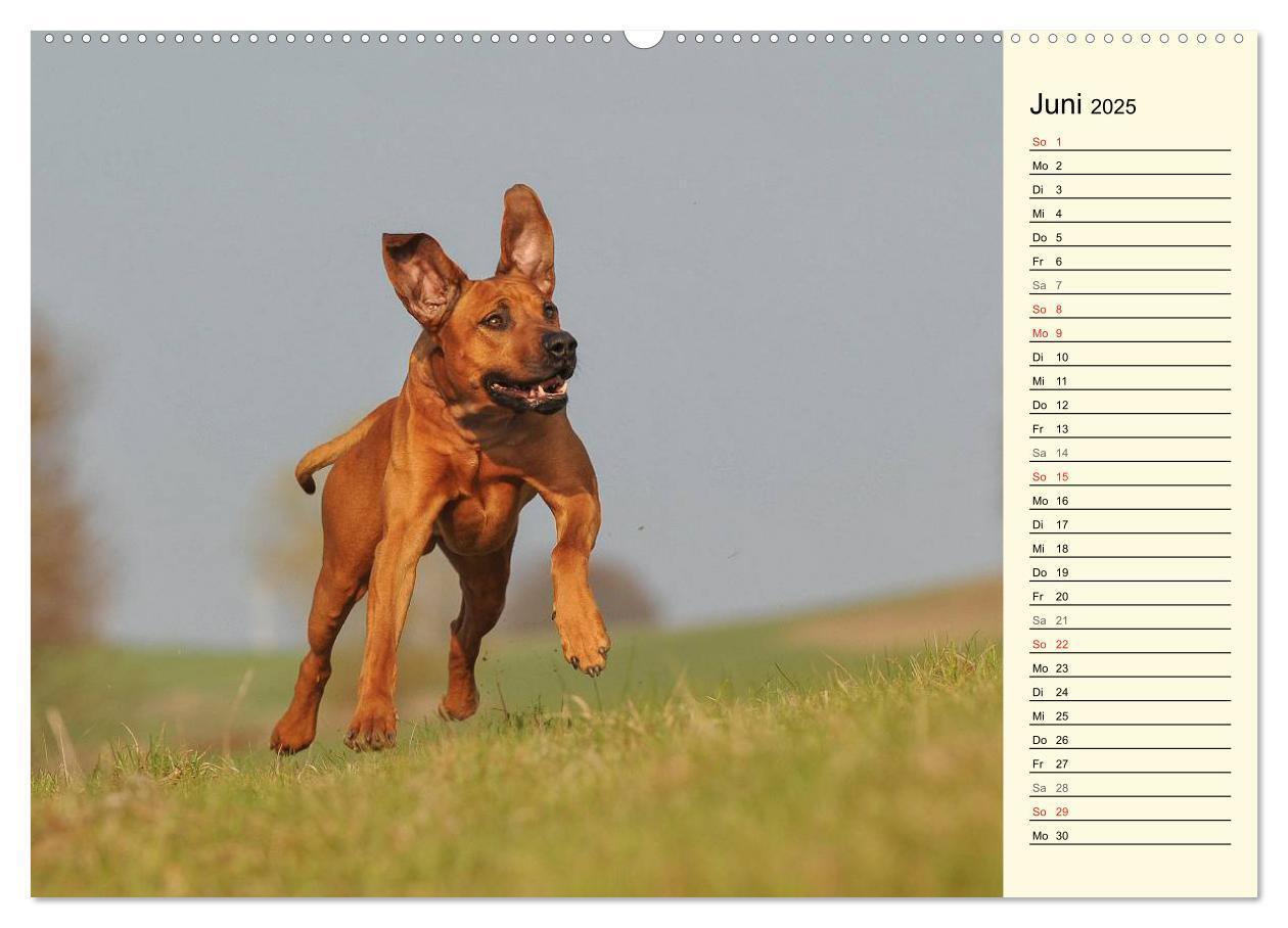 Bild: 9783435540570 | Rhodesian Ridgeback 2025 (Wandkalender 2025 DIN A2 quer), CALVENDO...