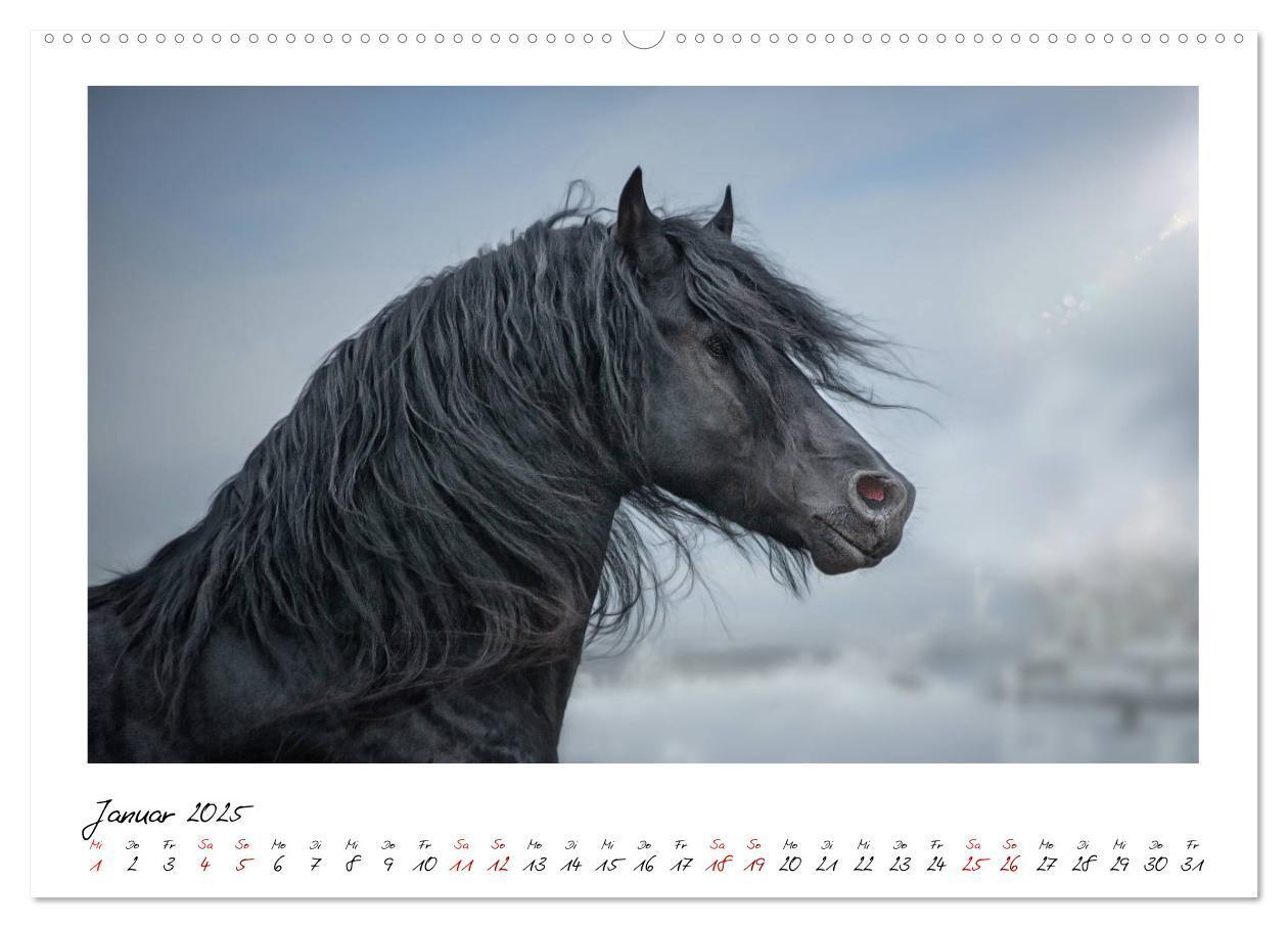 Bild: 9783435235407 | Friesen - stolze Giganten (Wandkalender 2025 DIN A2 quer), CALVENDO...