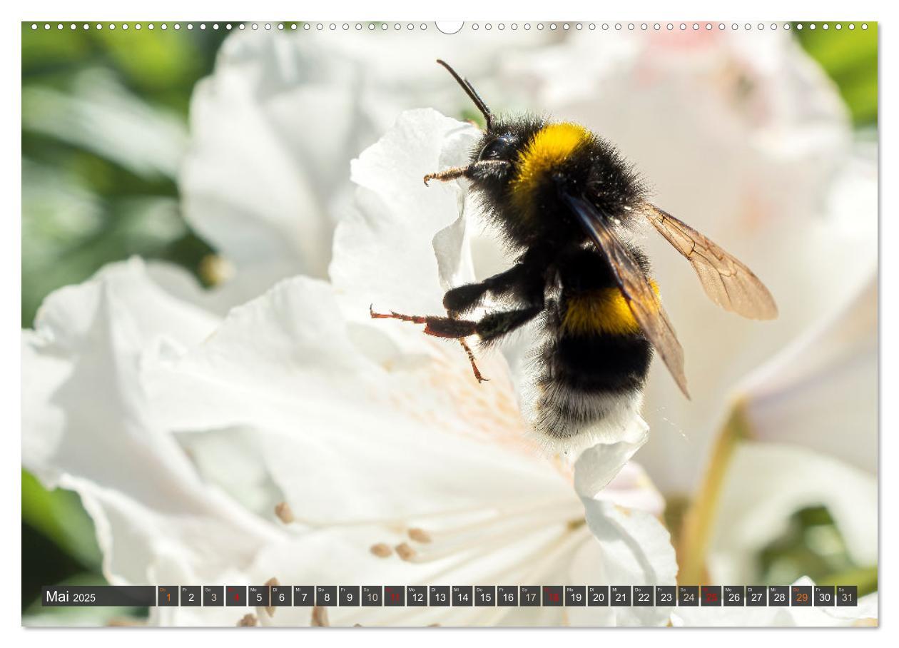 Bild: 9783383794384 | Sehe die Bienen (Wandkalender 2025 DIN A2 quer), CALVENDO...