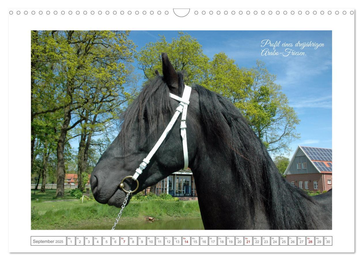 Bild: 9783383909085 | Friesen - elegant und kraftvoll (Wandkalender 2025 DIN A3 quer),...