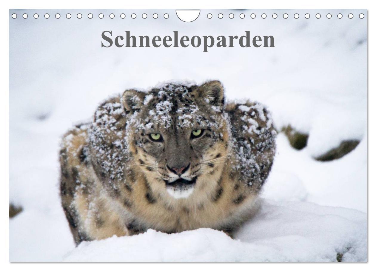 Cover: 9783435606276 | Schneeleoparden (Wandkalender 2025 DIN A4 quer), CALVENDO...